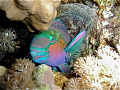   Parrot Fish its protective bubble. Night dive Marsa Alam Shagra North Reef. Nano Focus light. bubble Reef light  